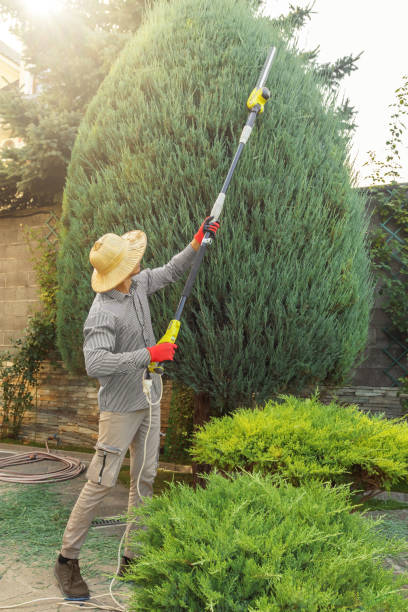 Why Choose Our Tree Removal Services in Alamo, NV?