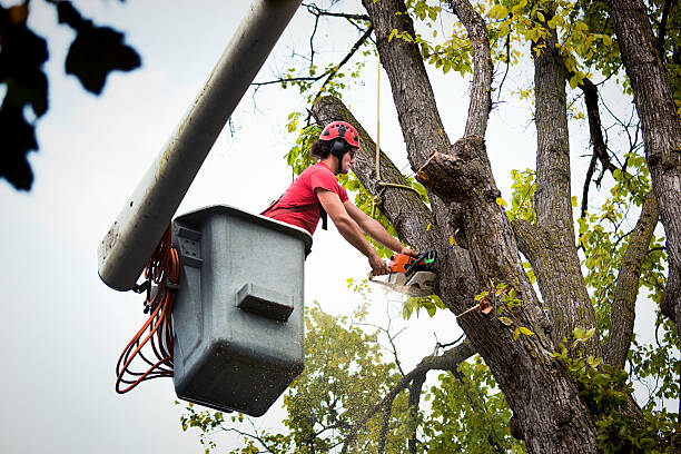 Professional  Tree Services in Alamo, NV